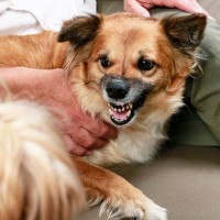 犬が『唸ってくる』ときの心理4つ　良好な関係性を築くために飼い主ができることまで