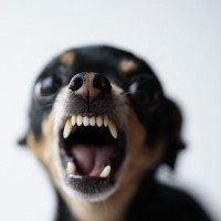 人を『信用していない』犬が見せる行動5選　信頼関係を築くために飼い主がすべきことまで