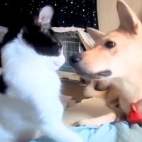 保護した猫が新しい家族のもとへ→里親さんから映像が送られてきて…『先住犬と仲良くなれた瞬間』が泣けると34万再生「尊い」「優しい時間」