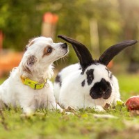 犬と一緒に飼わない方がいいペット4選　同居に向かない理由や飼い主がすべき配慮まで