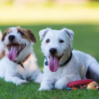 犬が成長したら『他犬と遊ばなくなる』理由とは？気持ちの変化や注意点まで解説