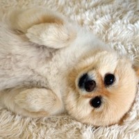 犬の『体勢』からわかる心理4つ　気持ちを読み取るコツや注意すべきポーズまで