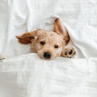 犬が『一緒に寝たい』と思う人の共通点4選　主な特徴や添い寝してもらう秘訣まで