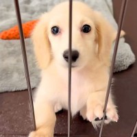 『ケージから出してほしい』と駄々をこねている子犬→すぐ隣を見ると…尊すぎる『まさかの勘違い』が69万再生「犬生1週目」「真横で愛おしい」