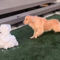 初めて『雪だるま』と対面した大型犬→思った以上にビビってしまい…恐る恐る近付いた結果に反響「雪だるまと闘ってるの草」「体伸びてて笑うｗ」