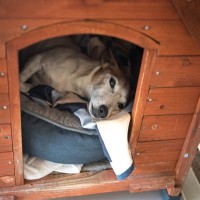 犬が『散歩の気分じゃない』と思っているサイン5つ　散歩への意欲を引き出すためにできることとは？