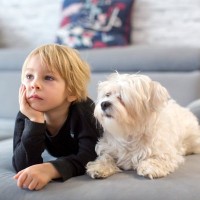 犬が『テレビを真剣に見つめている』ときの心理3つ　人間のように内容を理解しているの？