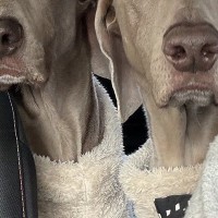 ペーパードライバーの母が運転する車に『2頭の大型犬』を乗せた結果→想定以上だった『表情の違い』が16万表示「ちゃんと分かってるｗｗ」