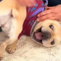 近所のおばあちゃんから『家寄っていきな』と誘われたので、犬を連れてお邪魔した結果…予想外の図々しい光景に爆笑「馴染んでて草」「初めて？」