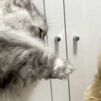 『猫パンチ』をされる犬→全く当たっていないのに…想定以上の『表情』が面白すぎると123万表示「寸止めｗｗ」「可愛すぎて吐きそう」と爆笑
