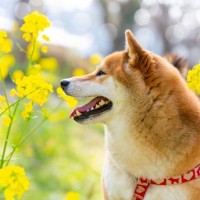 犬に絶対NGな『春の植物』５選　食べてしまったときに起こり得るトラブルとは？
