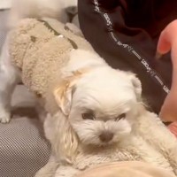 絶対におじいちゃんを守りたい犬→手を伸ばしただけなのに…ブチギレる光景と『まさかの結末』が20万再生「優秀なSP」「急に飽きるの草」