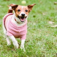 『洋服を着せたほうがいい犬種』５選　服が必要なワンコの共通点とは？