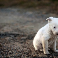 犬が『捨てられた』と勘違いする絶対NG行為４選　愛犬の心にトラウマを植え付けるタブー行動とは？