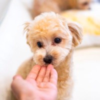 犬が『関わりたくない人』にする行動６選　苦手意識を持たれないためにはどうしたらいいの？