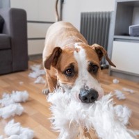 犬が『ワガママ』を言っているサイン５選　自己中心的な性格に育ってしまう原因とは？