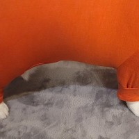 『見た目は魚肉ソーセージ』パツパツの服を犬に着せた結果→的確すぎる例えと愛おしい光景に３万いいね「情報量多くて好き」「ソーセージーヌｗ」