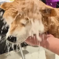 シャンプーが大嫌いで隠れる犬→お風呂場に『強制連行』した結果…『全て受け入れる光景』に20万再生の反響「表情可愛すぎｗ」「頑張ったね」