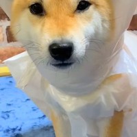 犬のカッパが乾いていないので『ビニール袋』を着せた結果…似合いすぎている『まさかの光景』が98万再生「給食のおばちゃんで草」「たまらん」