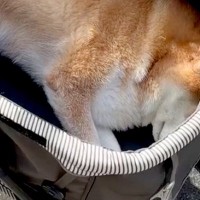 15歳の老犬が『これから病院に行く』と気付いてしまった結果→カートの中で見せた『絶望アピール』が65万再生「萎えてて草」「わかりやすｗ」