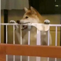 ママが居ないと思ってイタズラをする犬→突然ママが現れた結果…まさかの『表情の豹変』が200万再生「あ、終わった…の顔ｗ」「わかりやすｗ」