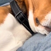 『なぜか布団を叩くような音が聞こえる』振り返った結果→犬が寝ていて…『まさかの光景と表情』に反響「何の夢見てるんだろ」「幸せなんだね」