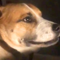 同居犬にチーズを横取りされた犬→ブチギレてしまい…まるで『人の兄弟のような光景』が26万再生「食べ物の恨みは怖いｗ」「心から謝ってる」