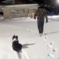 雪の中で『マテ』をする犬→飼い主が背を向けて歩き出したら…まさかの『だるまさんが転んだ』のような光景が話題に「何回みても可愛いｗ」