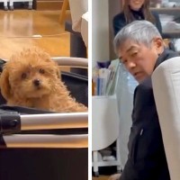 父に内緒で『極小の赤ちゃん犬』を飼った結果→帰宅しても気付かずに…発見した瞬間の『まさかの反応』が66万再生「お父さん可愛いｗ」「最高」