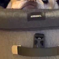 お出かけ帰り『カートから犬を降ろし忘れた』結果→振り返ると…哀愁漂う『まさかの表情』が24万再生「なんとも言えない顔ｗ」「愛おしすぎ」