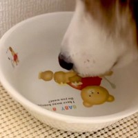 『なんか犬が静かだな』と思い、様子を見てみた結果→水に鼻を突っ込んで…まさかの『子供のような光景』が33万再生「ぷくぷくｗｗ」「可愛い」