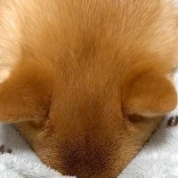 『大嫌いなハミガキ』で拗ねてしまった犬→隠れようとして…まさかの『可愛すぎる抗議』が65万再生「息できてる？ｗｗ」「お耳ピクピク」と爆笑