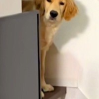 夜遅くに帰宅→眠っていた大型犬が『お出迎え』してくれて…愛を感じる『寝ぐせ』に反響「ボサボサで草」「寝ぼけ眼可愛すぎｗ」と２万再生