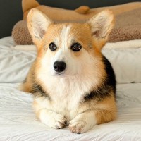 『同じ犬なんだけど…』遊んでいる時と普段の時を比べた結果→アニメキャラのような『変貌っぷり』に反響「ヒャッハー犬ｗｗ」「別の生き物で草」