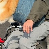 散歩中の犬3匹が『全員帰宅拒否してしまった』結果→自転車で…思わず二度見する『まさかの光景』が12万再生「散歩とはｗ」「すまし顔で草」