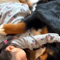 娘が悪さをしたので叱った結果→超大型犬が隣にやってきて…包容力がありすぎる『慰め方』が話題「めっちゃ理想」「わたしもいいですか？」の声も