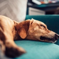 犬が寝ているときにやってはいけない『絶対NG行為』5つ　体調不良の原因になることも…