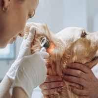 犬が『外耳炎』になっているときの症状6つ　重症化する前にチェックすべきポイントまで