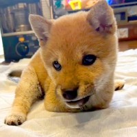 生まれつき『前足がない犬』→衝撃的な出会いと家族の覚悟…現在の『ハンデに負けない姿』に思わず感動「すごい！天才」「瞳がキラキラしてる」