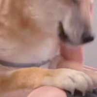 病院で手術をする犬→心配で一睡もできずに、9時間後…思わず涙する『ママとの再会の瞬間』と『表情』が9万再生「涙腺崩壊した」「満面の笑み」