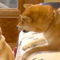 しつこく遊びに誘われる犬→至近距離でアピールされ続けた結果…わかりやすすぎる『ブチギレ顔』に爆笑「めっちゃ嫌そうで草」「耐えてるｗｗ」