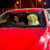 車に乗ってお迎えに来た犬→お姉ちゃんを見た瞬間…完全に亭主関白な光景が69万再生「カッコいいｗ」「お姉ちゃんのこと大好きなんだね」と絶賛