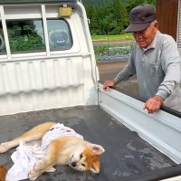 おじいちゃんの軽トラに乗って『天日干し』される秋田犬の子犬→可愛いが渋滞している光景が82万再生「なんて幸せ空間」「みんな可愛すぎる」