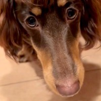 『初めて見たｗｗｗ』前髪がある犬→地毛とは思えない『マダムのような髪型』に28万再生の反響「待って、めちゃおもろいｗ」「可愛すぎる」