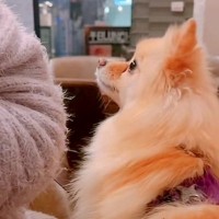飲食店の男性に『恋』をしてしまった犬→もはやストーカー並みの『ロックオン』が21万再生「わんちゃんだから許されるｗ」「恋する乙女の目」