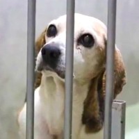 多頭飼育崩壊で『家を失った高齢犬』を保護→『家族になりたい』と里親が現れ…幸せを掴んだ現在に思わず感動「本当よかった」「涙が止まらない」