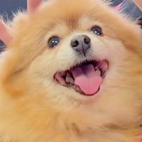 他界した飼い主を『2日間も見守り続けた犬』→発見されるまで寄り添っていて…涙が止まらない展開に感動の声「泣けた」「また幸せになって」