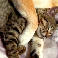 元野良猫が『犬と一緒に眠った』結果→お互いに身を委ねて…あまりにも尊い『寝姿』が22万再生「思わず悶絶した」「私も混ざりたい…」と絶賛