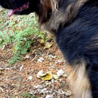 山で散歩中、おじいさんに『熊だ！』と叫ばれた超大型犬→思わず二度見する光景に3万5000いいね「確かに見えるｗｗ」「お互いびっくりｗ」