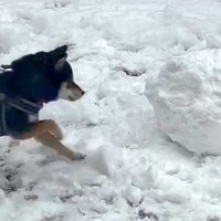 庭で雪だるまを作ろうとしていたら、犬がやってきて…無慈悲すぎる『まさかの行動』に45万再生の反響「可愛い攻防戦」「本能スイッチオンｗ」